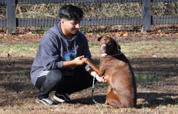 Countryside Pet Estate worker training a dog