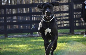 running big black dog playing outdoors at Countryside Pet Estate